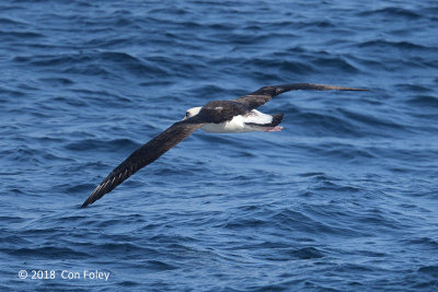 Albatross, Laysan