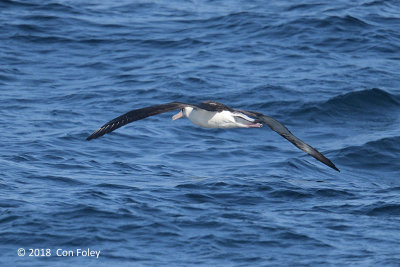 Albatross, Laysan @ Izu islands