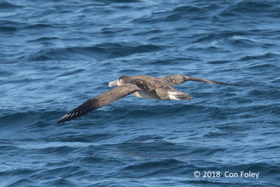 Albatross, Black-footed (adult) @ Izu islands