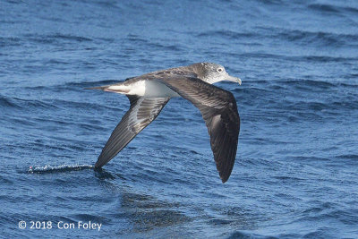 Shearwater, Streaked @ Izu islands