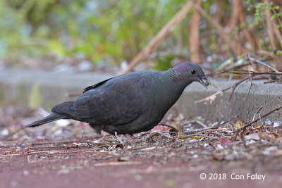 Woodpigeon, Japanese @ Hachijo Botanical Garden