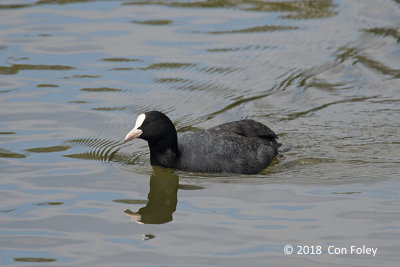 Coot, Eurasian @ Imperial Palace