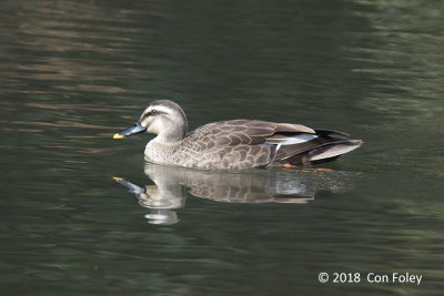 Duck, Eastern Spot-billed @ Meiji Shrine