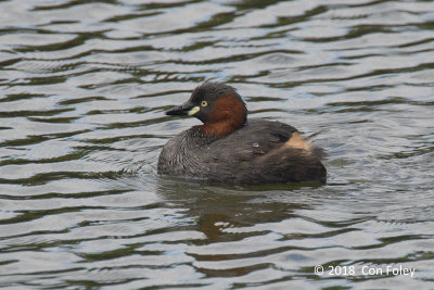 Grebe, Little @ Imperial Palace