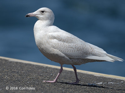 Gull, Glaucous (first winter white) @ Hachijo-jima