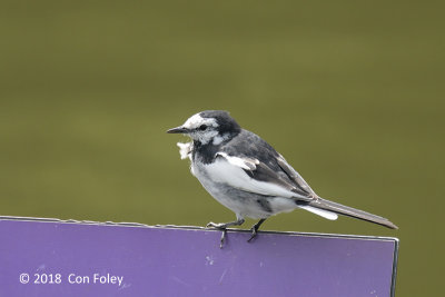 Wagtail, White @ Imperial Palace