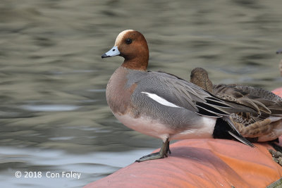 Wigeon, Eurasian (male) @ Imperial Palace