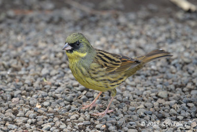 Bunting, Masked (male) @ Meiji Shrine