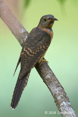 Cuckoo, Rusty-breasted (juv) @ Bishan