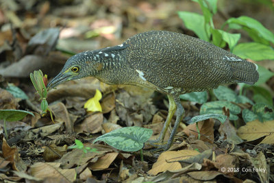 Heron, Malayan Night (juv) @ Botanic Gardens