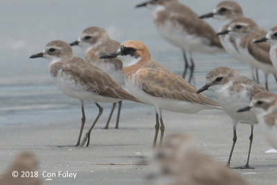 Plover, Greater Sand @ Mersing