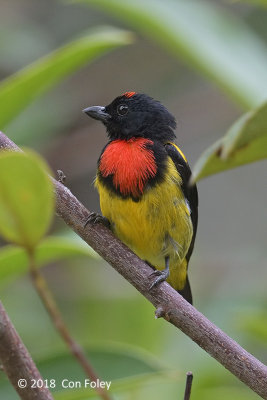 Flowerpecker, Scarlet-breasted (male) @ G Arong