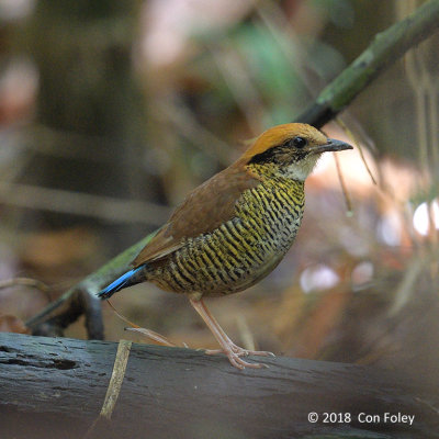 Pitta, Gurney's (female)