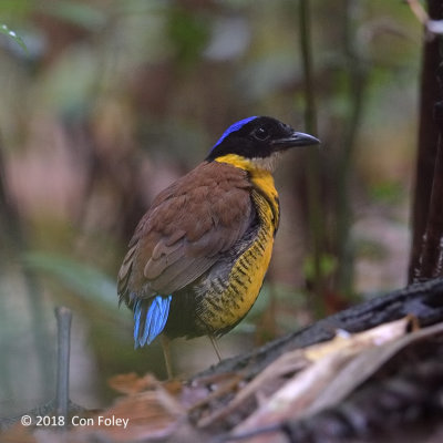 Pitta, Gurney's (male)