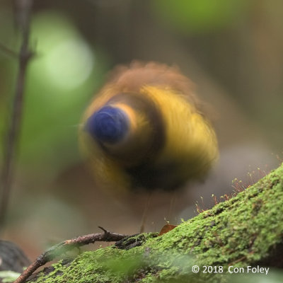 Pitta, Gurney's (male)