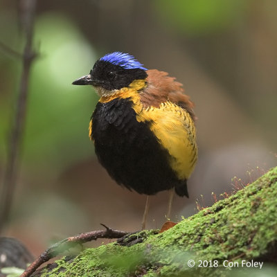 Pitta, Gurney's (male)