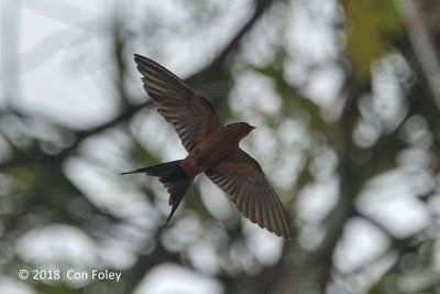 Swallow, Rufous-bellied