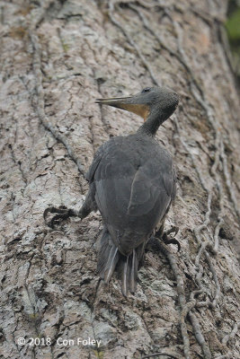 Woodpecker, Great Slaty (female) @ Bukit Timah