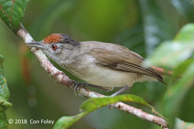 Babbler, Rufous-crowned