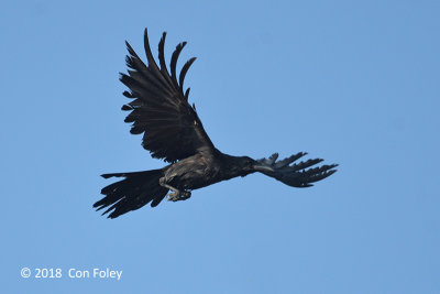 Crow, Slender-billed