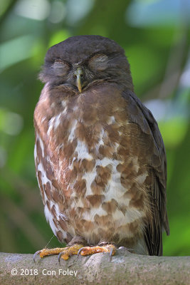Owl, Brown Hawk @ Hindhede