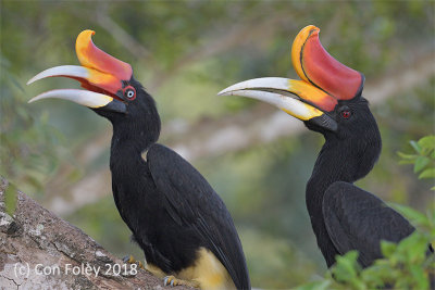 Hornbill, Rhinocerus (pair) @ Kinabatangan