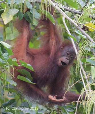 Bornean Orangutan (juvenile) @ Gomangtong Caves