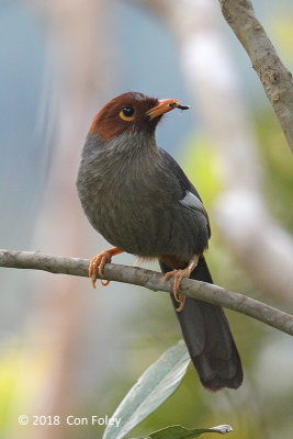 Laughingthrush, Chestnut-hooded @ Mt. Kinabalu