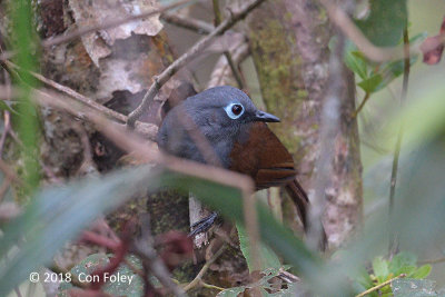 Laughingthrush, Sunda @ Kinabalu