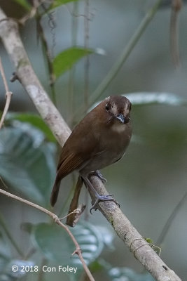 Flycatcher, Eyebrowed Jungle @ Kinabalu