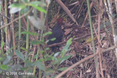 Partridge, Crimson-headed @ Kinabalu