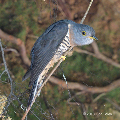 Cuckoo, Sunda (female grey morph) @ Kinabalu