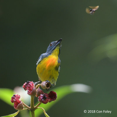 Flowerpecker, Yellow-rumped (male) @ RDC