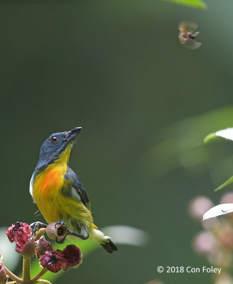 Flowerpecker, Yellow-rumped (male) @ RDC