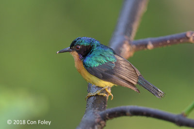 Sunbird, Ruby-cheeked (male) @ RDC