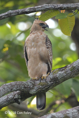 Eagle, Wallace's Hawk (juvenile) @ RDC