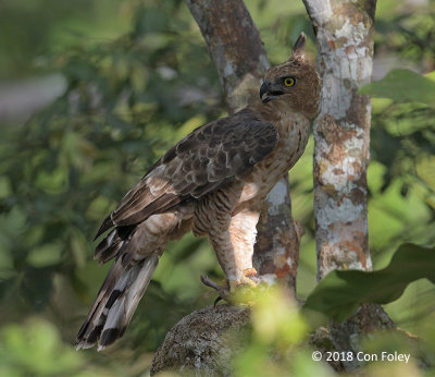 Eagle, Wallace's Hawk (adult) @ RDC