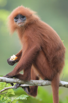 Langur, Red @ Sukau