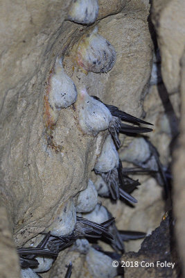 Swiftlet, Edible-nest @ Gomantang Caves