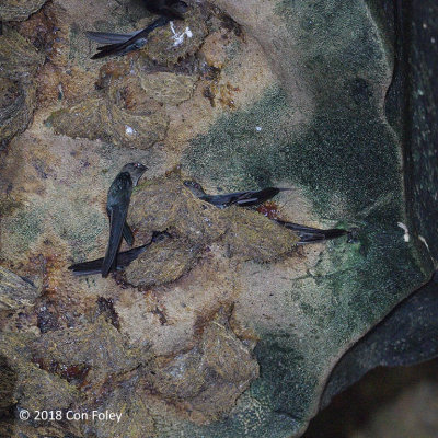 Swiftlet, Plume-toed @ Gomantang Caves