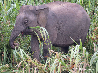 Elephant, Bornean Pygmy (female) @ Kinabatangan