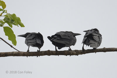 Crow, Slender-billed @ Kinabatangan