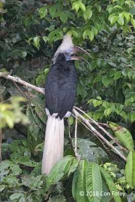 Hornbill, White-crowned (female) @ Kinabatangan