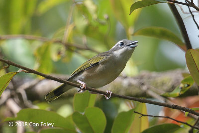 Shrike-babbler, White-browed (female) @ Kinabalu