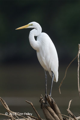 Egret, Great @ Kinabatangan