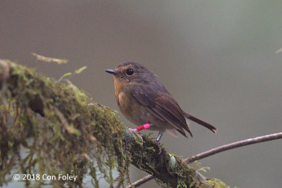 Flycatcher, Snowy-browed (female) @ Kinabalu