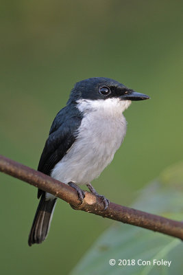 Flycatcher-shrike, Black-winged (male) @ Sepilok