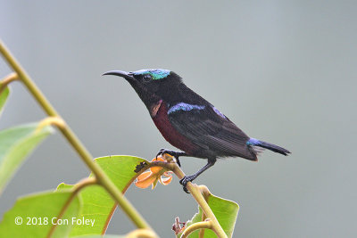 Sunbird, Van Hasselt's (male) @ RDC