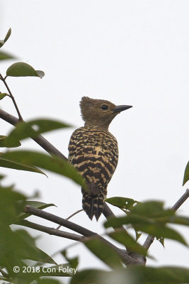 Woodpecker, Buff-vented (female) @ RDC