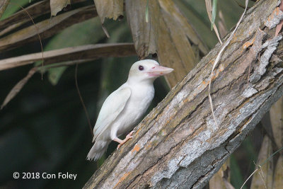 Kingfisher, Collared (albino) @ East Coast Park